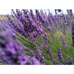 lavanda-si-proprietatile-sale-1618561345910-2.jpg