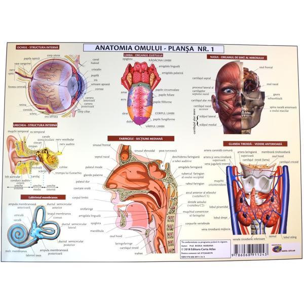 Anatomia omului - plansa nr.1, editura Carta Atlas