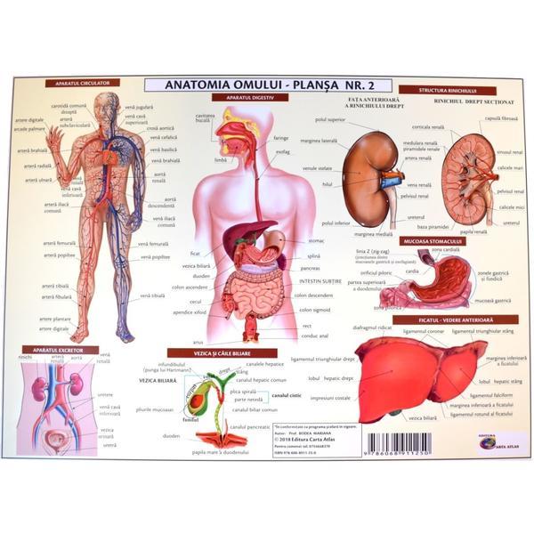 Anatomia omului - plansa nr.2, editura Carta Atlas