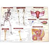 anatomia-omului-plansa-nr-2-editura-carta-atlas-2.jpg