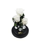 aranjament-3-trandafiri-criogenati-albi-queen-roses-in-cupola-de-sticla-2.jpg