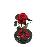 trandafir-criogenat-rosu-queen-roses-in-cupola-de-sticla-2.jpg