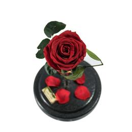 Trandafir Criogenat Rosu Queen Roses in cupola de sticla
