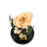 Trandafir Criogenat Crem Queen Roses in cupola de sticla personalizata