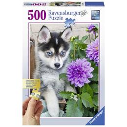 Puzzle catel husky, 500 piese - Ravensburger