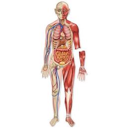 Set magnetic educativ pentru copii Learning Resources - Macheta corpului uman - sistemul osos si muscular