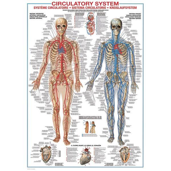 Puzzle 1000 piese circulatory system
