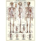 Puzzle 1000 piese The Skeletal System