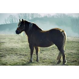Tablou Canvas cu Animale 874 - 60 x 90 cm