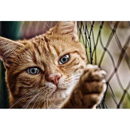 Tablou Canvas cu Animale 831 - 80 x 120 cm