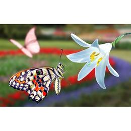 Tablou Canvas cu Animale 817 - 80 x 120 cm