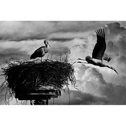 Tablou Canvas cu Animale 925 - 60 x 90 cm