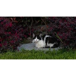 Tablou Canvas cu Animale 950 - 40 x 70 cm