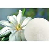 bila-efervescenta-baie-magnolie-organique-170-gr-4.jpg