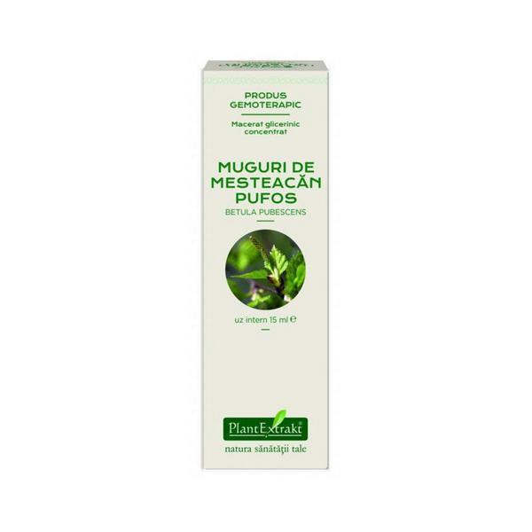 Concentrat Muguri de Mesteacan Pufos Plantextrakt, 15 ml