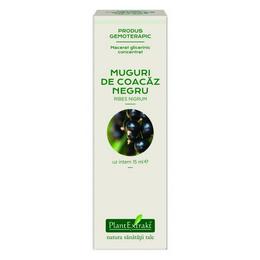 Concentrat muguri de cocaz negru plantextrakt, 15 ml
