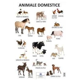 Plansa - animale domestice, editura didactica publishing house