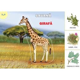 Animale din tinuturile calde si reci (mapa), editura dorinta