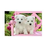 Puzzle Castorland 1500 White Terrier Puppies