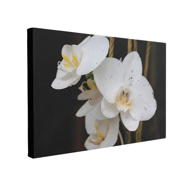 Tablou canvas orhidee alba, 50 x 70 cm, 100% bumbac
