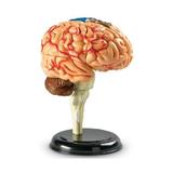 corpul-uman-creierul-31-piese-set-educativ-2.jpg