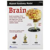 corpul-uman-creierul-31-piese-set-educativ-3.jpg