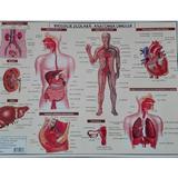 Plansa Biologie scolara - Anatomia omului, editura Carta Atlas