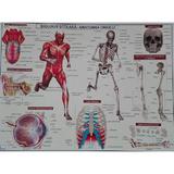 plansa-biologie-scolara-anatomia-omului-editura-carta-atlas-2.jpg