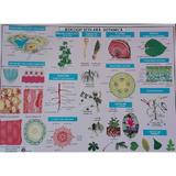plansa-biologie-scolara-botanica-editura-carta-atlas-2.jpg