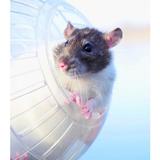 minge-hamster-transparenta-relaxdays-3.jpg