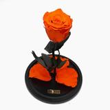 trandafir-criogenat-portocaliu-queen-roses-in-cupola-de-sticla-3.jpg