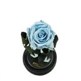trandafir-criogenat-bleu-queen-roses-in-cupola-de-sticla-2.jpg