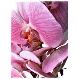 orhidee-decorativa-artificiala-cu-2-tije-in-ghiveci-alb-roz-45-cm-2.jpg