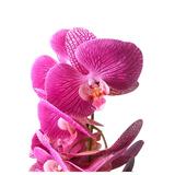 orhidee-decorativa-artificiala-cu-2-tije-in-ghiveci-roz-45-cm-2.jpg