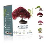 Set cadou Kit de crestere plante Zen Bonsai 