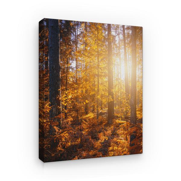 Tablou canvas natura, raze de soare prin padure, 100 x 60 cm