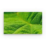 tablou-canvas-natura-frunza-verde-macro-60-x-40-cm-3.jpg