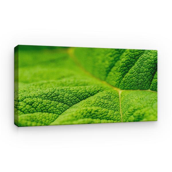 Tablou canvas natura - frunza verde macro, 60 x 40 cm