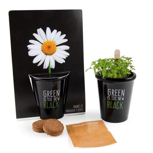 Kit de crestere flori in vas ghiveci - margarete