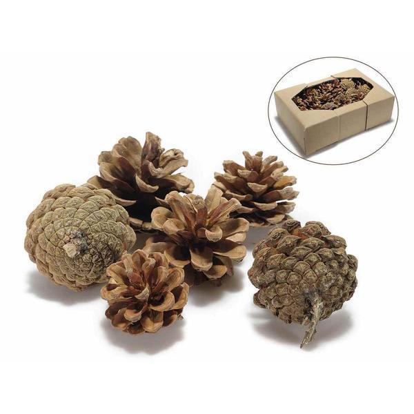 Set 48 conuri naturale de brad 6x5 cm