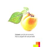 fructe-si-legume-rucsacelul-cu-povesti-3-5-ani-editura-didactica-si-pedagogica-2.jpg