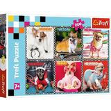 Puzzle 200 trefl cateii fericiti