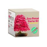 Kit crestere plante Fuji Bonsai, 4 tipuri de bonsai 