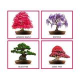 kit-bonsai-fuji-set-de-pornire-crestere-plante-bonsai-diy-2.jpg