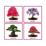 kit-bonsai-fuji-set-de-pornire-crestere-plante-bonsai-diy-2.jpg