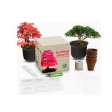 kit-bonsai-fuji-set-de-pornire-crestere-plante-bonsai-diy-3.jpg
