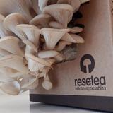 kit-plantare-ciuperci-pleurotus-ts-9974-3.jpg