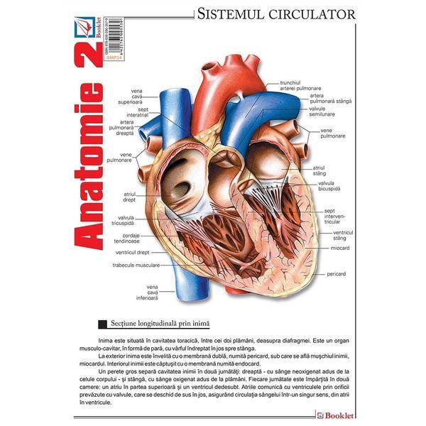 Plansa Anatomie 2