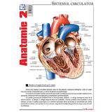 Plansa Anatomie 2