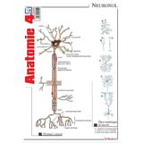 Plansa Anatomie 4, editura Booklet